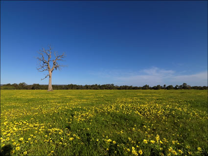 Pinjarra Fields - WA SQ (PBH3 00 4023)