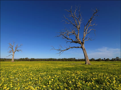 Pinjarra Fields - WA SQ (PBH3 00 4024)