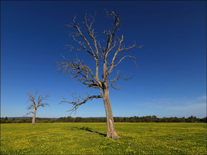 Pinjarra Fields - WA SQ (PBH3 00 4025)