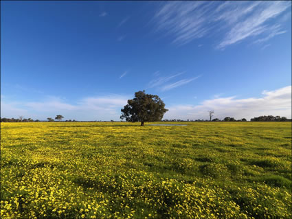 Pinjarra Fields - WA SQ (PBH3 00 4026)