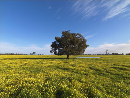 Pinjarra Fields - WA SQ (PBH3 00 4027)