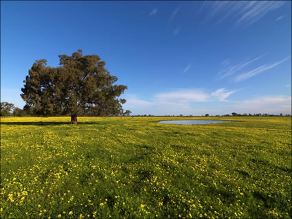 Pinjarra Fields - WA SQ (PBH3 00 4028)