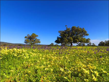 Pinjarra Fields - WA SQ (PBH3 00 4009)