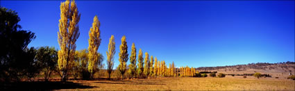 Poplars in the paddock - Armidale -NSW (PB 002901)