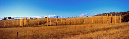 Poplars on the way to Armidale -NSW (PB 002883)