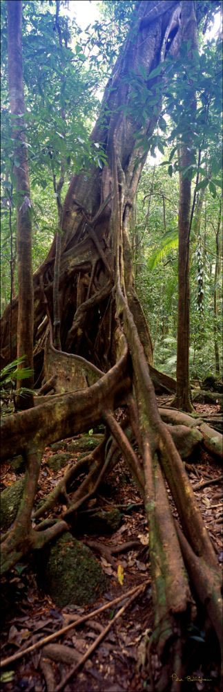 Rainforest - Mossman - QLD (PB00 5946)