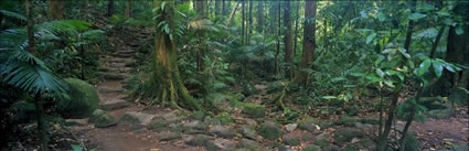 Rainforest - Mossman - QLD (PB00 5948)