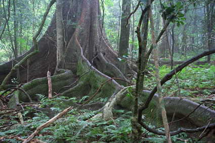 Rainforest Tree - Bunya Mountains NP - QLD