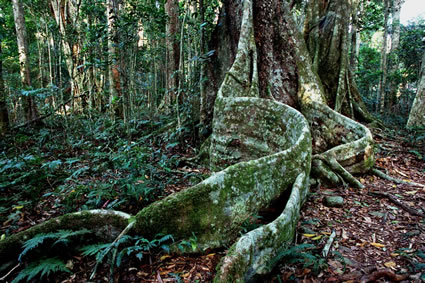 Rainforest tree 3 - Bunya Mountains NP - QLD