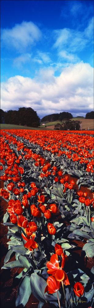 Red Tulips Vertical - Wynyard - TAS