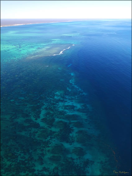 Reef - Coral Bay - WA (PBH3 00 7776).jpg