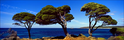 Rocky Point Trees - Eagle Bay-  WA (PB00 4126)