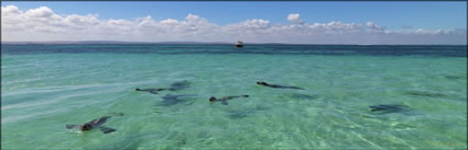 Sealions - Green Head - WA (PBH3 00 7097)