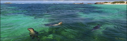 Sealions - Green Head - WA (PBH3 00 7129)