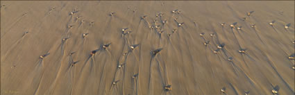 Shells - Sisters Beach - TAS (PBH3 00 2907)