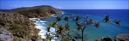 South West Rocks Pandanus - NSW (PB00 3853)