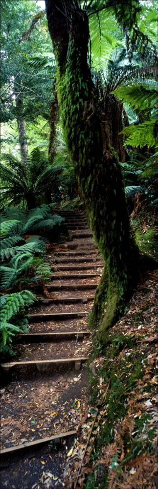 Stairs at Liffey Falls - TAS (PB00 4410)