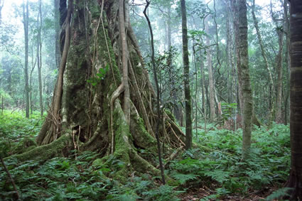 Strangler Fig - Bunya Mountains NP - QLD