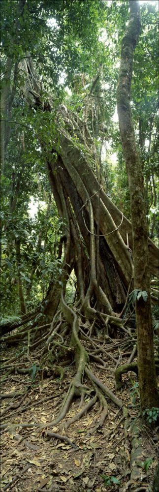 Strangler Fig - Cairns (PB00 2344)