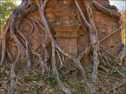 Strangler Fig - (PBH3 00 5868)