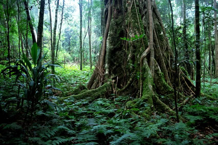 Strangler Fig 2 - Bunya Mountains NP - QLD