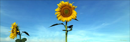 Sunflowers - QLD H (PBH3 00 0348)