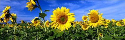 Sunflowers - QLD H (PBH3 00 0354)