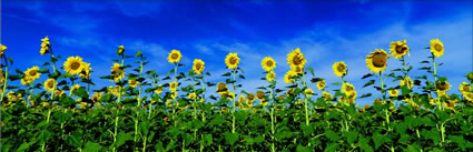 Sunflowers - QLD H (PBH3 00 0355)