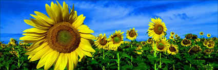Sunflowers - QLD H (PBH3 00 0361)