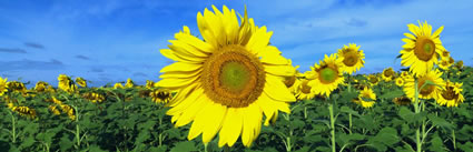 Sunflowers - QLD H (PBH3 00 0362)
