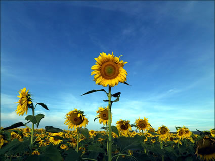 Sunflowers - QLD SQ (PBH3 00 0348)