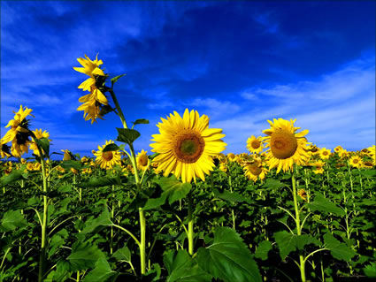 Sunflowers - QLD SQ (PBH3 00 0354)