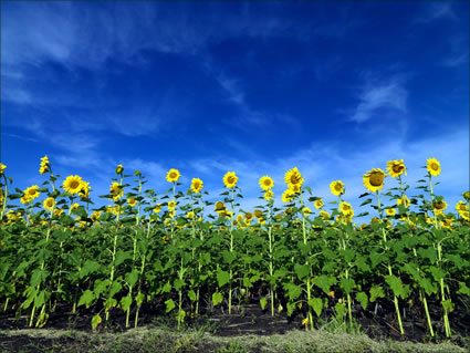 Sunflowers - QLD SQ (PBH3 00 0355)