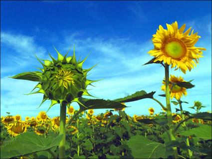 Sunflowers - QLD SQ (PBH3 00 0359)