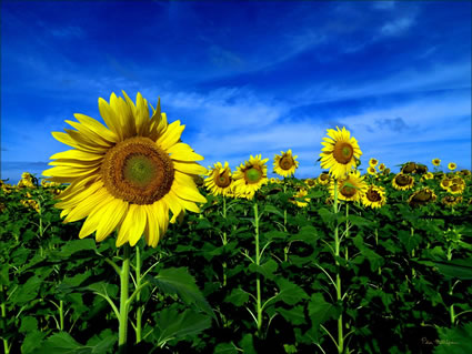 Sunflowers - QLD SQ (PBH3 00 0361)
