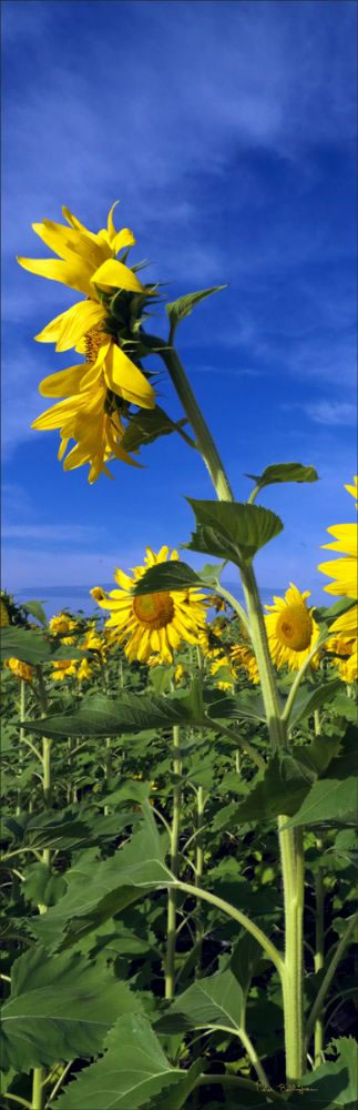 Sunflowers - QLD V (PBH3 00 0354)