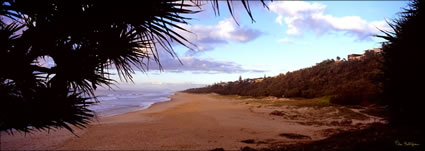 Sunshine Beach Panadanus 2 - QLD (PB003341)