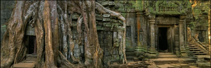 Ta Phrom Temple H (PBH3 00 6469)