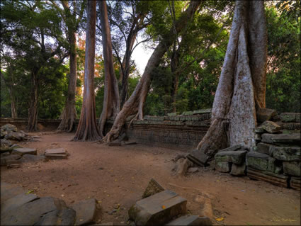 Ta Phrom Temple  (PBH3 00 6451)