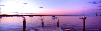 Taking Flight  -Port Macquarie -  NSW