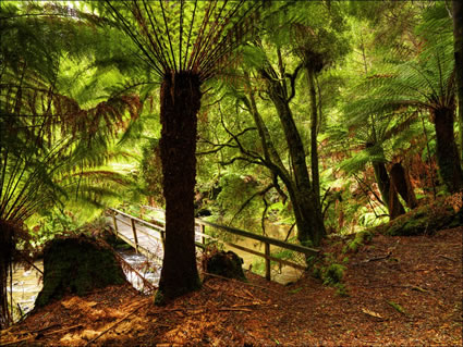 Tarkine Wilderness - TAS SQ (PBH3 00 27716)