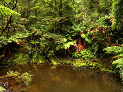 Tarkine Wilderness - TAS SQ (PBH3 00 27719)