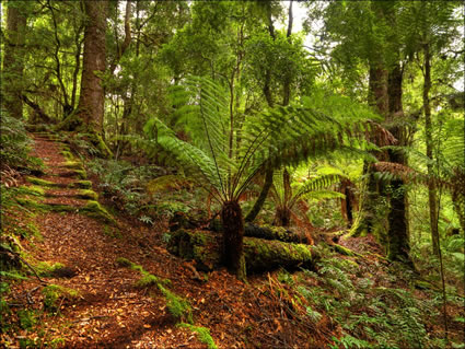 Tarkine Wilderness - TAS SQ (PBH3 00 27727)