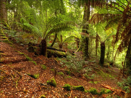 Tarkine Wilderness - TAS SQ (PBH3 00 27730)