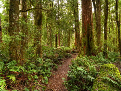 Tarkine Wilderness - TAS SQ (PBH3 00 27736)