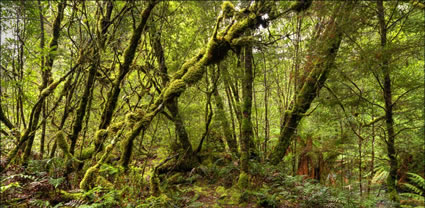 Tarkine Wilderness - TAS T (PBH3 00 27721)