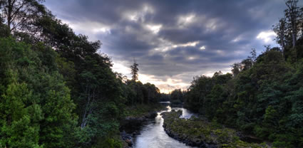 Tarkine Wilderness - TAS T (PBH3 00 27742)