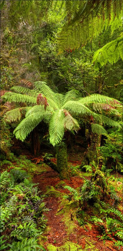 Tarkine Wilderness - TAS T V (PBH3 00 27724).jpg