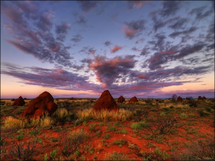 Termite Mounds - Onslow - WA SQ (PBH3 00 8705)