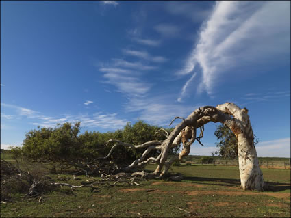 The Bent Tree - WA (PBH3 00 2669)